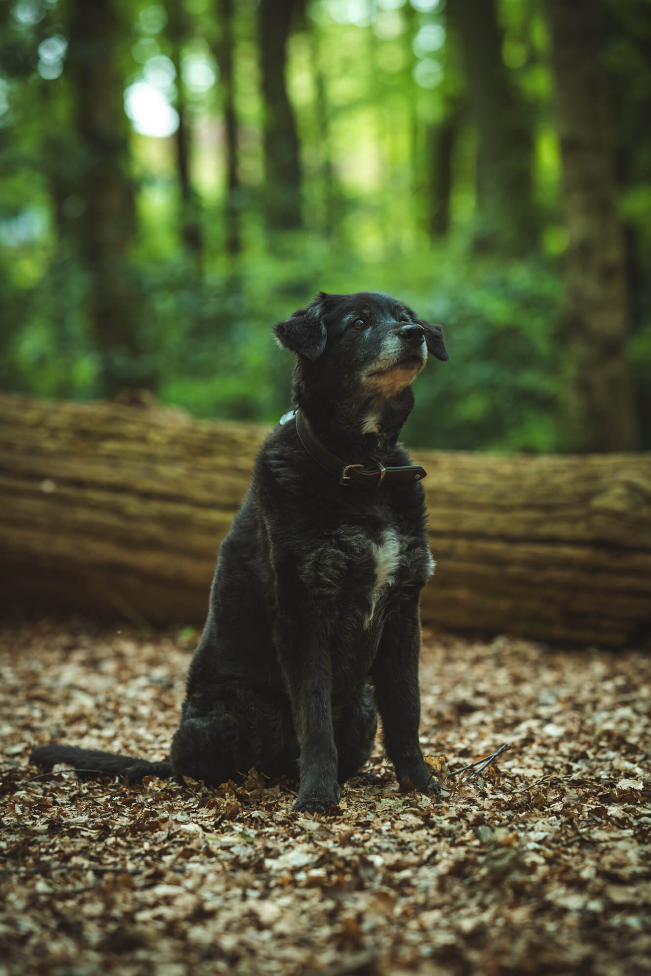 Hundefotografie Ostfriesland Aurich